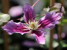 Maybe you would like to learn more about one of these? Clematis Dr Ruppel Clematis Dr Ruppel Baumschule Horstmann
