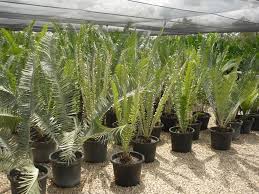 Image result for Encephalartos