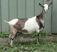 Pin On Goat