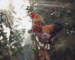 Check spelling or type a new query. Brahma Chicken Hatcheries And Breeders The Featherbrain