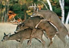 Cal Poly Bio 502 The Way They Don T Do It On The Discovery Channel