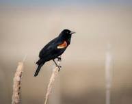 Theler Wetlands Bird Walk