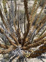 Image result for Fouquieria