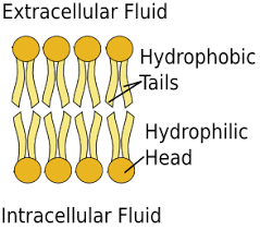 Actin stress fibers influence the linear distribution of caveolae at the plasma membrane in many cell types. Cell Membrane Functions Role Structure Video Lesson Transcript Study Com