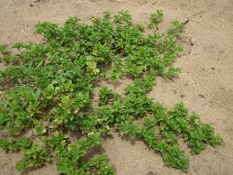 Image result for Acanthospermum australe