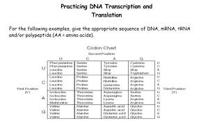 5 th the answer to the questions about protein synthesis below the amino acids. Practicing Dna Transcription And Translation For The Chegg Com
