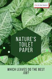 Which Leaves Makes The Best Toilet Paper Best Toilet Paper Survival Tips Leaves