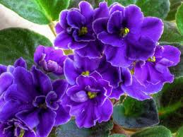 Bunga violet adalah tanaman berbunga yang kecil dan lebat serta wangi. Bunga Violet Steemkr