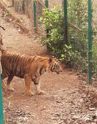 Jungle Safari in Mumbai: Can you ...
