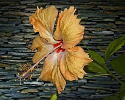 Image result for Hibiscus aponeurus
