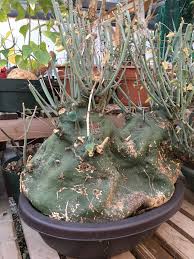 Image result for Adenia stolzii