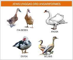 Contoh desain spanduk pangkas rambut. Macam Macam Pengertian Ciri Ciri Hewan Unggas Dilengkapi Gambar