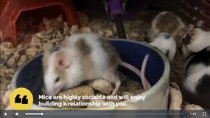 Some rats use these toys; 20 Free Or Cheap Diy Rat Toys Rodentclub Livejournal