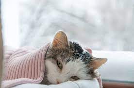 Food is also essential to keeping cats healthy and functioning. All About Cat Constipation Great Pet Care