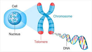 Telomere Study Yoga