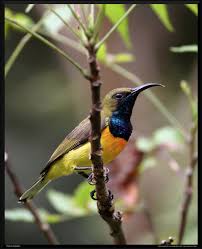 Black Bird With White Tail Philippines Olive Backed Sunbird Souimanga A Dos Vert Cinnyris Jugularis Aurora Tweeddale 1878 Sw Philippines Calauit Bird Species Animal Species Wildlife Nature