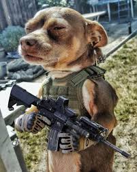 Name This New Operator Funny Animals Funny Dogs Funny Dog Memes