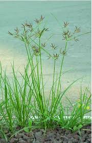 Image result for Cyperus rotundus