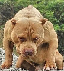 Now She Is Very Angry Https Ift Tt 2ragwla Scary Dogs Dogs Pitbull Dog