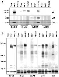 Maybe you would like to learn more about one of these? Growth Factor Specific Signaling Pathway Stimulation And Gene Expression Mediated By Erbb Receptors 210 Journal Of Biological Chemistry
