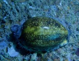 潛水日記（第297-308潛）:珠海萬山島周邊- 每日頭條