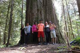 Maybe you would like to learn more about one of these? Big Red Cedar Tree Picture Of Bella Coola Grizzly Tours Inc Tripadvisor