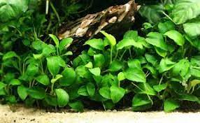 Sebenarnya stok tanaman aquascape di sekitar kita masih banyak. Tanaman Aquascape Yang Bisa Hidup Tanpa Co2 Aquascaping Tanaman Air Menanam