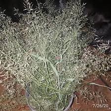 Image result for Eragrostis exasperata
