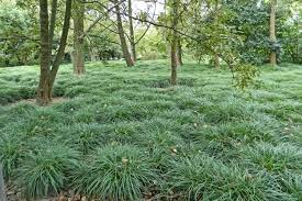 Can T Grow Grass Grow These Ground Covers Ground Cover Plants Ground Cover Mondo Grass