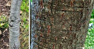 Image result for Myrica pilulifera