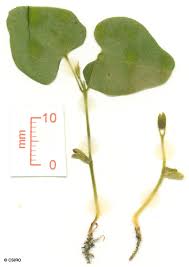 Image result for Macrotyloma daltonii