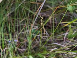 Image result for Scleria