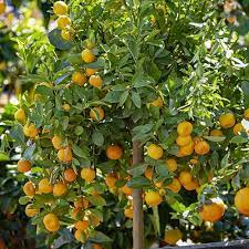 We did not find results for: Citrus Calamondin Panama Orange Tree