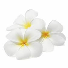 Noblescent Plumeria Fragrance Oil In 2020 Frangipani Plumeria Tropical Flowers