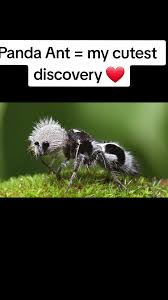Image result for panda ant