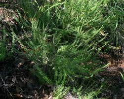 Image result for Jamesbrittenia fodina × huillana