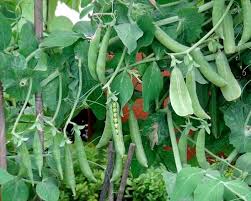 Image result for Pisum