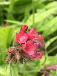 'killarney' bare root plants, available on amazon upright, sturdy canes grow moderately fast, and produce medium yields. Pulmonaria Raspberry Splash Penlan Perennials Nursery