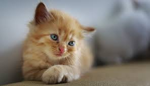 Dreams About Kittens Interpretation And Meaning