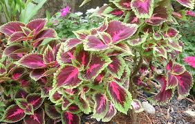 Image result for Coleus hereroensis