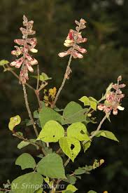 Image result for Rhynchosia viscosa