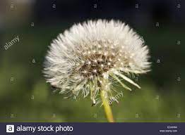 Dandelion Flower Meaning High Resolution Stock Photography And Images Alamy