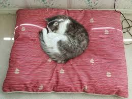 Satan Stole The Dog S Bed Dog Bed Cats Dogs