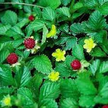 This shrub crapemyrtle is vigorous and resists the diseases that often plague the. What Is This Tiny Strawberry Like Fruit Found In A Southern Illinois Lawn Gardening Landscaping Stack Exchange