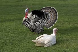 We did not find results for: 26 510 Female Turkey Photos Free Royalty Free Stock Photos From Dreamstime