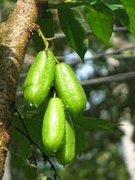 Tanaman ini termasuk ke dalam genus averrhoa dan famili oxalidaceae. Belimbing Sayur Wikipedia Bahasa Indonesia Ensiklopedia Bebas