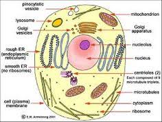 Structures unique to plant cells. 15 Cell Structure Ideas Cell Structure Cell Eukaryotic Cell