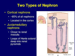 Potassium is concentrated in the fluid passing through the descending limb to such an extent that the. Cortical Nephron Google Search Loop Of Henle Anatomy And Physiology Study Time