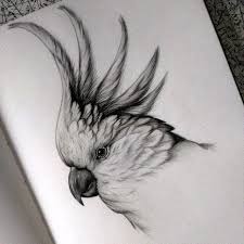 Black And White Animal Drawings Realistic Parrot Cockatoo Detailed Black And White Wildlife Drawings Inspirationartdrawing Pencil Drawings Of Animals Bird Drawings Animal Drawings