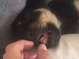 Rottweilerzucht hat zeitweise rottweiler welpen aus gesunder, wesensstarken rottweiler verpaarung abzugeben. Kleiner Hundewelpe Frisst Steak Und Findet S Herrlich